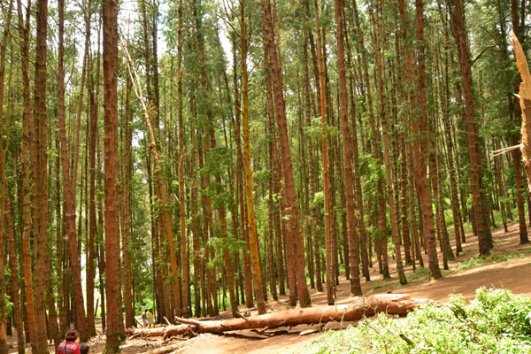 Pine Forest